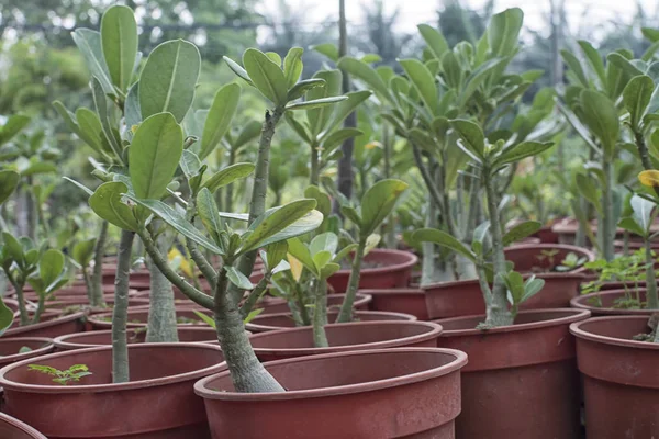 Planta Semillero Maceta — Foto de Stock