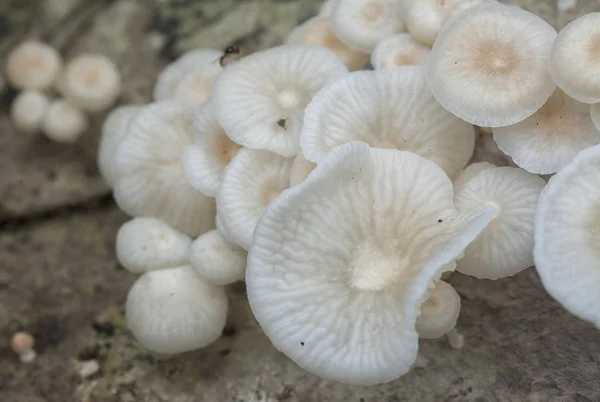 Wilde Jungle Paddenstoelen Schimmels — Stockfoto