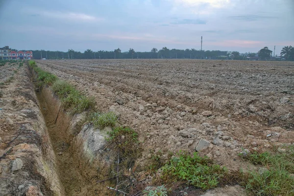 Landscape View Tapioca Farm — Stock Photo, Image