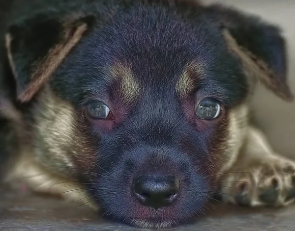 Cachorrinho Bonito Apenas Relaxante — Fotografia de Stock