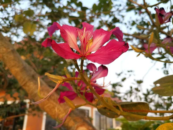 Ροζ Φυτό Bauhinia Λουλούδι — Φωτογραφία Αρχείου