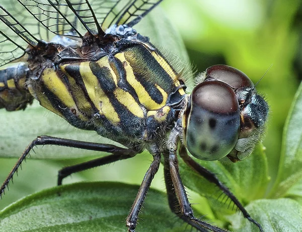 Close Shot Dragonfly — Stock Photo, Image