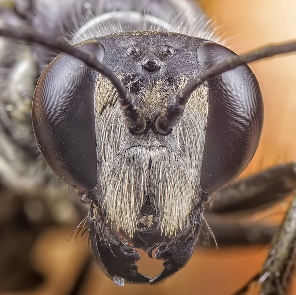 Makro Headshot Ruby Tailed Wasp — Zdjęcie stockowe
