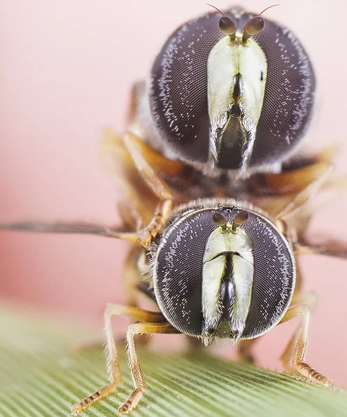 Makro Skott Stora Huvuden Flugor — Stockfoto