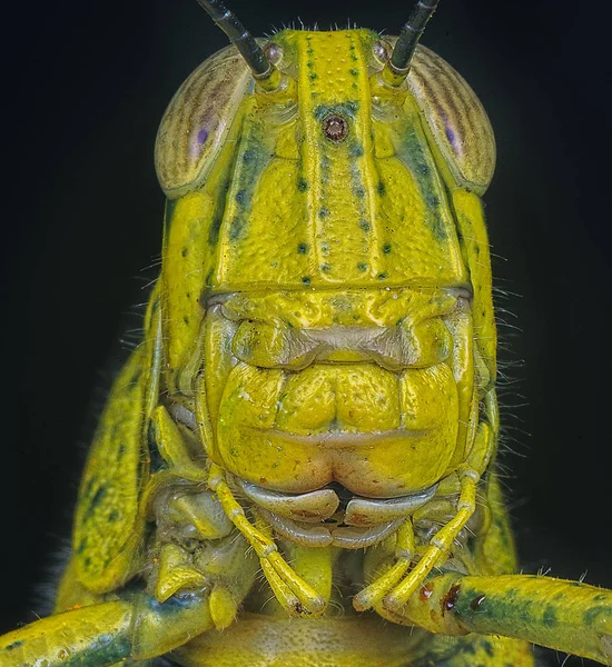 Bir çekirge kafa atış.