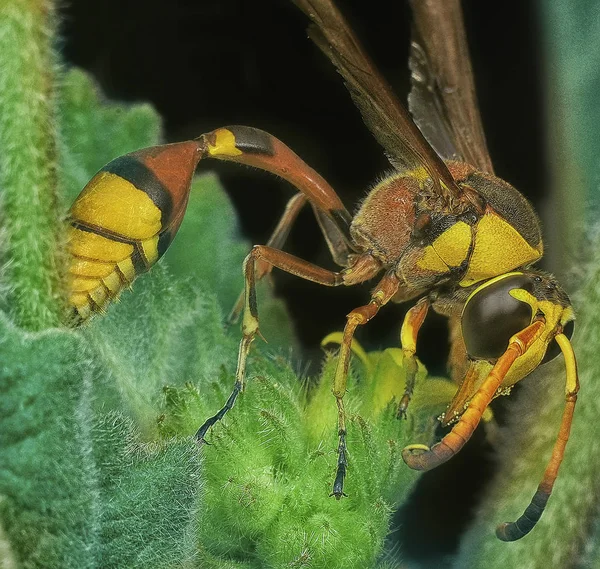 Macro Shot Asian Paper Wasp — Stock Photo, Image