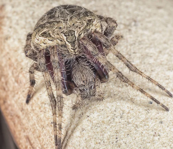 Close Shot Common Garden Spider — Stock Photo, Image