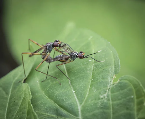 Primer Plano Con Mosca Micropezid —  Fotos de Stock