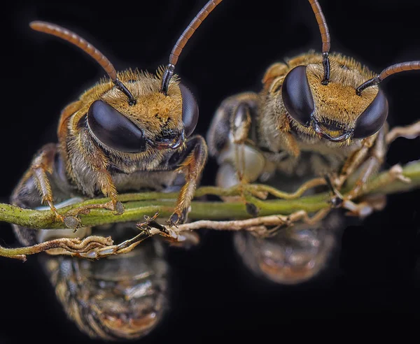 Крупним Планом Крихітні Піт Бджоли — стокове фото