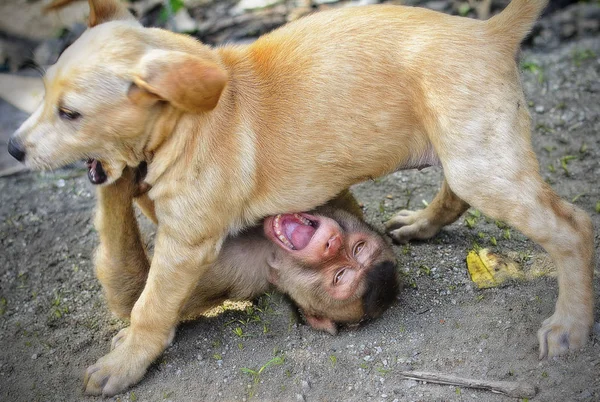 Hund Spielt Mit Affenbaby — Stockfoto