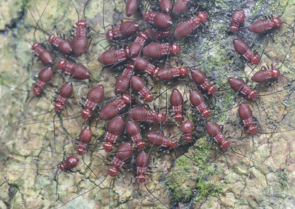 Booklice bir kümeleri.