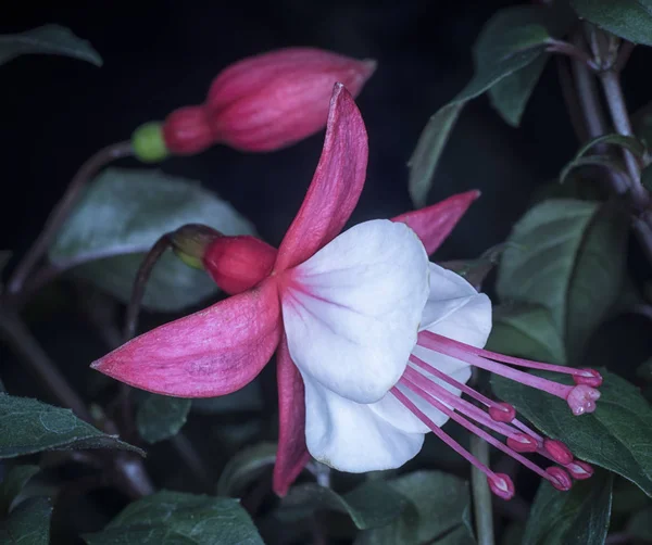 Portrait Fleur Fuchsia — Photo