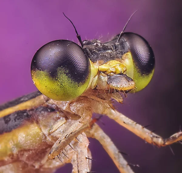 Close Tiro Damselfly — Fotografia de Stock