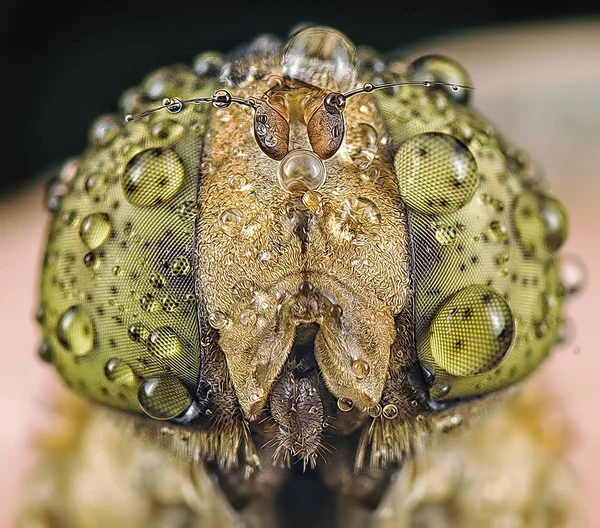 Tiro Cabeça Inseto Hoverfly — Fotografia de Stock