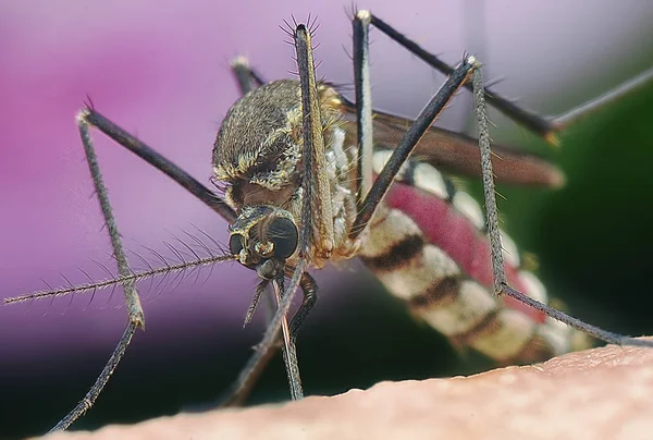 Mosquito Ocupado Drenando Sangre — Foto de Stock