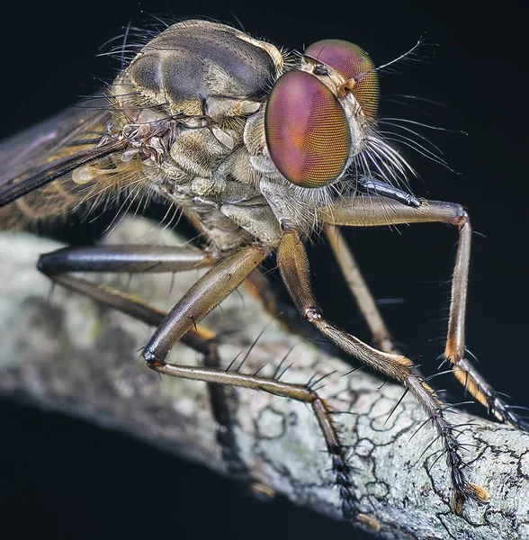 Extreme Close Met Robberfly — Stockfoto