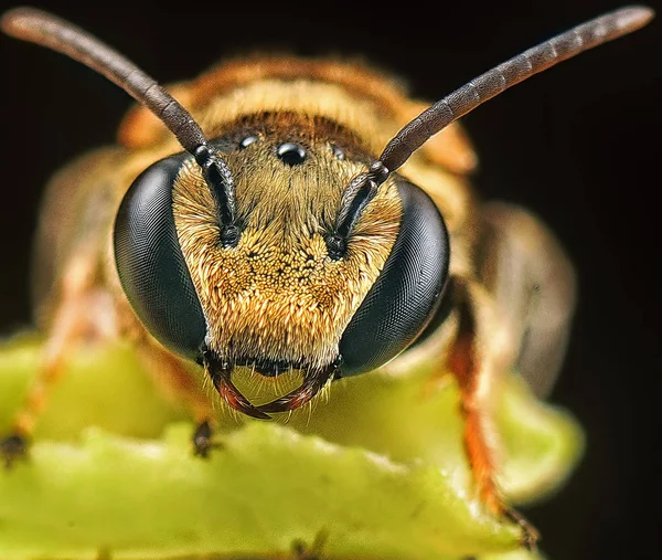 Крупным Планом Снимок Потной Пчелы — стоковое фото