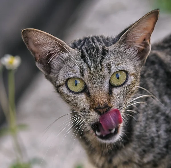 Wilde Streunende Katzen Auf Der Straße — Stockfoto