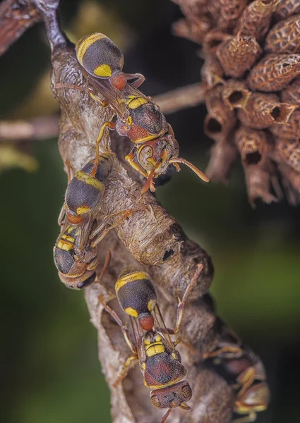 Çamur Yuvasında Wasp — Stok fotoğraf