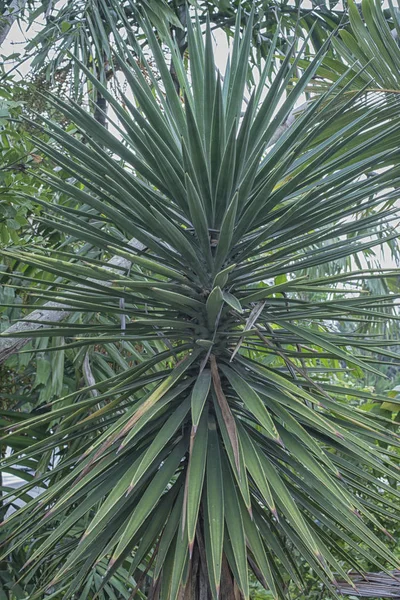 Hoja Yuca Puntiaguda — Foto de Stock