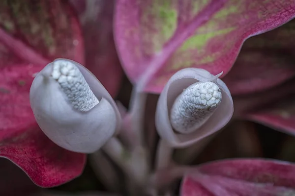 白色玛瑙果植物 — 图库照片