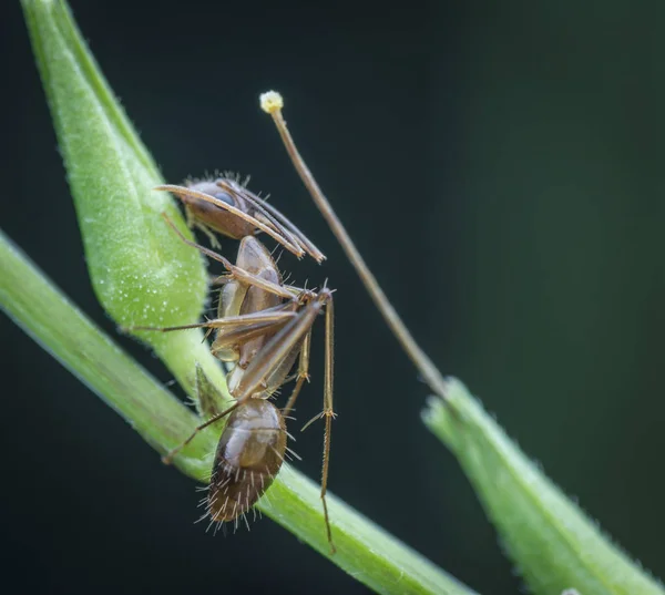 Formiga Selvagem Alimentando Caule — Fotografia de Stock