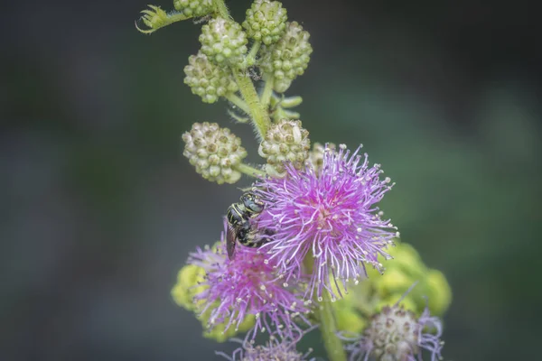 Honey Bee Mimosaceae Flower — Stock Photo, Image