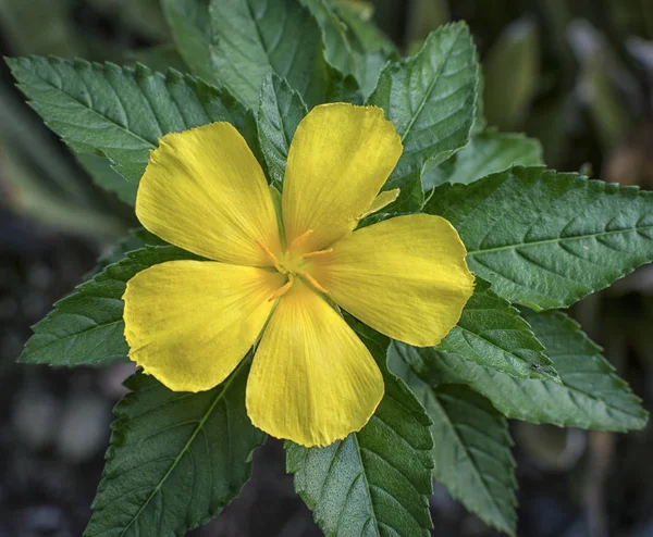 Turnera Diffüz Çiçek Bitkisi — Stok fotoğraf