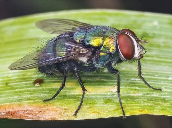 Primer Plano Una Mosca Doméstica —  Fotos de Stock