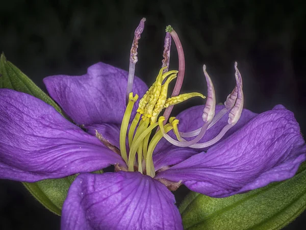 Melastoma Blume Plant Fleurs — Photo