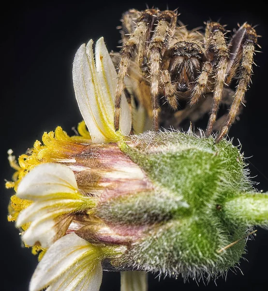 Aranha Caçador Flor — Fotografia de Stock