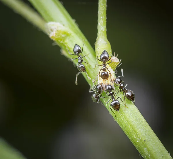 bitkilerin gövdesi üzerinde krematogazter karıncalar