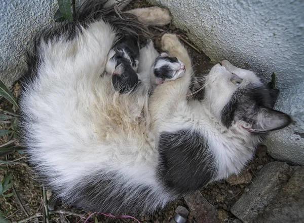 Mãe Gato Alimentando Gatinhos — Fotografia de Stock