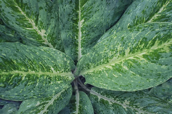 Ηλίθιο Φυτό Φύλλων Μπαστουνιού — Φωτογραφία Αρχείου