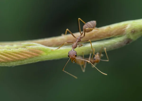 Weaver Ants Climbing Branches — Stock Photo, Image