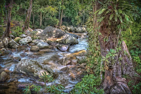 Лісові Джунглі Потік Пейзаж — стокове фото