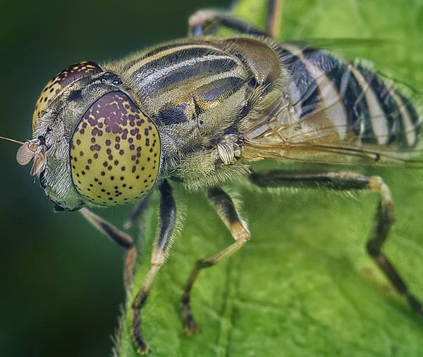 photograph fruit fly in the morning.