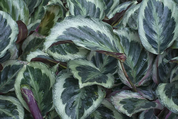 Calathea Bicajous Blad Plant — Stockfoto