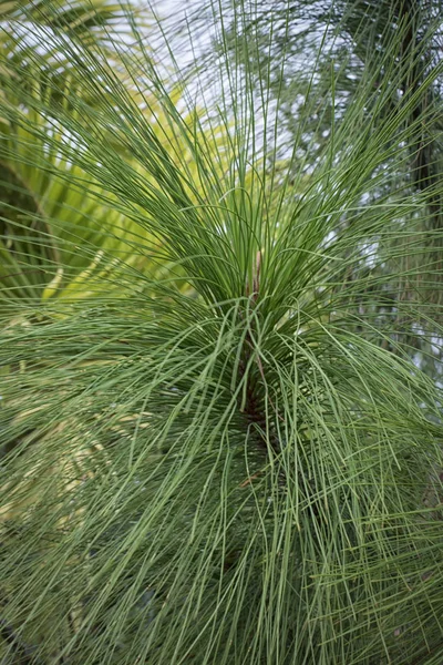 Slash Hairy Pine Tree — Stock Photo, Image