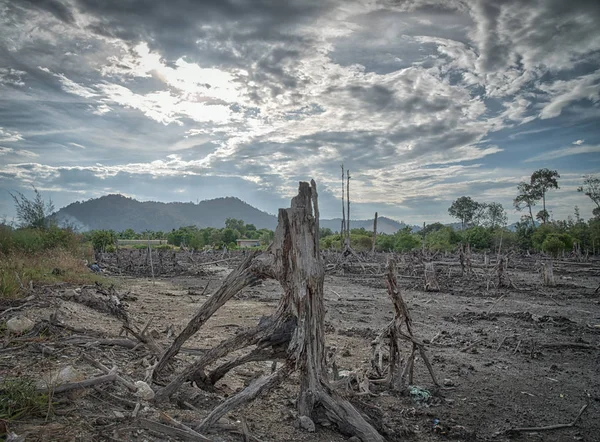 mangrov bataklık sahne