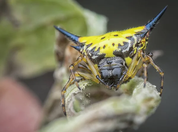 Amarelo Orbe Tecelão Aranha — Fotografia de Stock