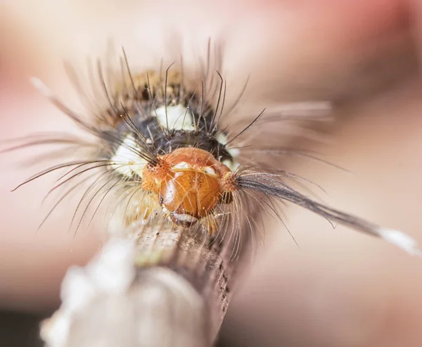 Nahaufnahme Mit Haariger Raupe — Stockfoto