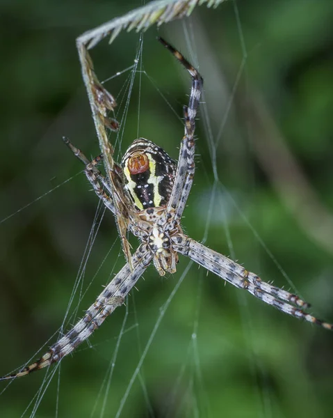 Vicino Con Argiope Aemula Spider — Foto Stock