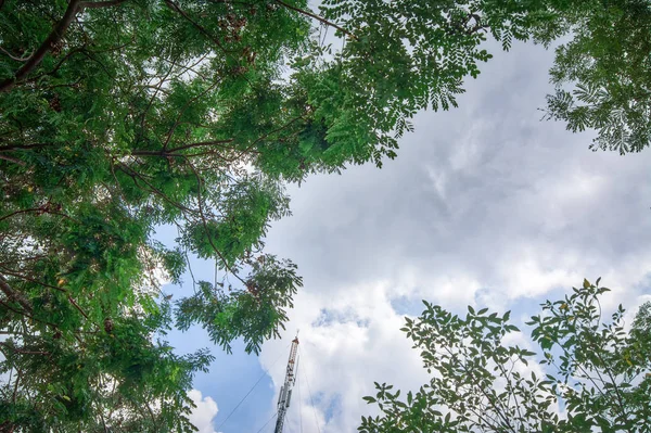 Ağaçlar Gökyüzüne Karşı — Stok fotoğraf