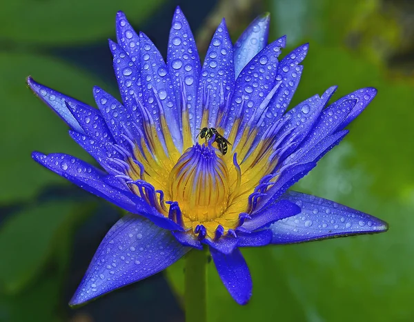 beautiful shots of water lily flower