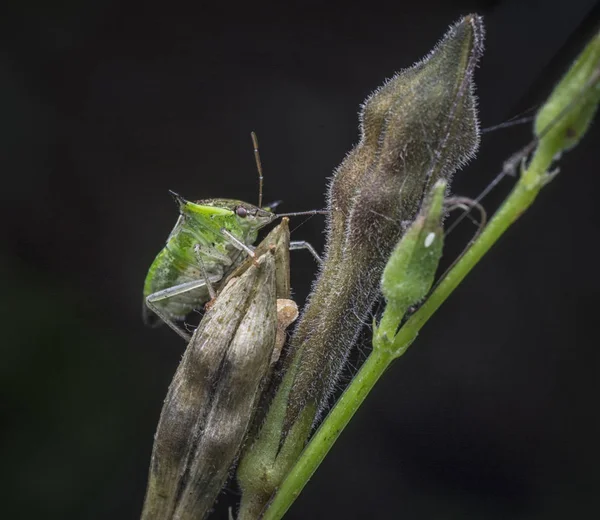 Tiny Stinkende Schild Bug — Stockfoto