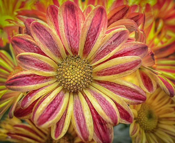 Pacote Crisântemo Amarelo — Fotografia de Stock