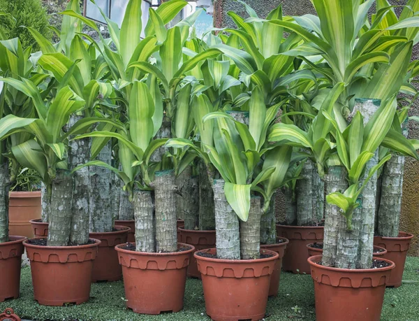 コーンストークドラカエナフラグラン植物 — ストック写真