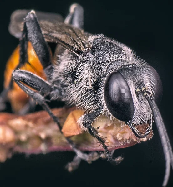 Rode Prionyx Wasp Gedroogde Onkruid Plant — Stockfoto