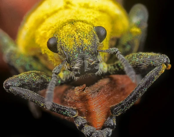 Unica Poeira Amarela Weevils — Fotografia de Stock